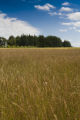 Production field of perennial ryegrass seed, near Roseau, Minnesota at the Magnuson Research Farm.