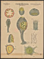 (Typus) Coelenterata, Hohlthiere, (Classe) Porifera, Schwämme. (Ordnung) Calcispongiae, Kalkschwämme