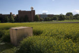 Soybean aphid research using milkweed plants, University of Minnesota, St. Paul Campus.