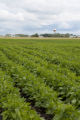 Field bean field (probably kidney beans) north of Crookston, Minnesota.