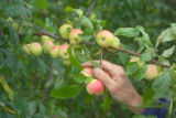 Apple breeding at the University of Minnesota.