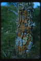 Lichens on Southwest side of a Bur oak at Agassiz dunes, Fertile, Minnesota