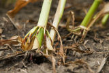 Corn research plots infested with corn rootworm at the University of Minnesota's Rosemount Research and Outreach Center.