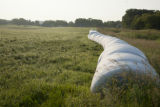 Morning dew on forage grass, mid-June of exceptionally wet spring and early summer.