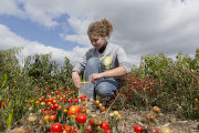 Evaluating pepper varieties for use in food safety and nutrition.