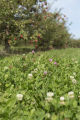 Clover flowering at Apple Junction orchard in Washington County, Minnesota.