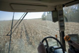 Combine harvesting corn at the University of Minnesota, Rosemount Research and Outreach Center.