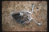 Rhea americana or Nandu killed by car