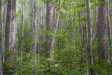 Site of a tornado approximately 25 years earlier, which released the aspen.