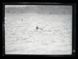 Ring-necked Duck