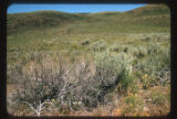 Sagebrush killed by lightning fire