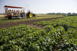 Soybean plots of University of Minnesota soybean researcher Seth Naeve for soybean production research.