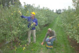 Apple breeding at the University of Minnesota.