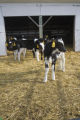 Organic dairying and rotational grazing research by Dennis G. Johnson, University of Minnesota West Central Research and Outreach Center, Morris.