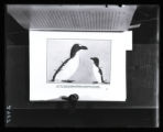 Great Auk, Little Auk, illustration from William Beebe, "The Bird Its Form and Function"