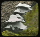 Pleurotus ostreatus, near view