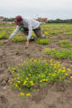 Birdsfoot trefoil seed production, St. Paul campus.
