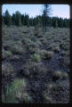 Bog heavily used by deer because of salt from Highway 32