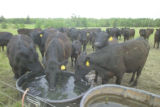 Beef research at University of Minnesota, North Central Research and Outreach Center, Grand Rapids.