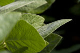 Morning dew on soybean leaves at the University of Minnesota's Southern Research and Outreach Center, Waseca, Minnesota.