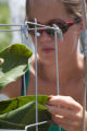 Soybean aphid research using milkweed plants, University of Minnesota, St. Paul Campus.