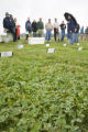 Turf grass research on St. Paul Campus, University of Minnesota.