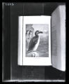 Great Auk, illustration from Charles Dixon, "Lost and Vanishing Birds"