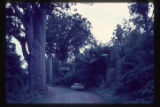 Kauris and tree ferns along road