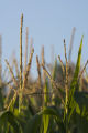 Corn tassels at the University of Minnesota, West Central Research and Outreach Center, Morris, Minnesota.