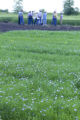 Flax and wheat tour of organically grown variety test plots near Fertile, Minnesota.