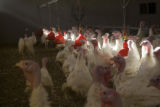Turkey research, flock at Rosemount Research and Outreach Center, University of Minnesota.