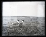 Franklin's Gulls fighting