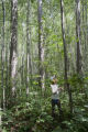 Site of a tornado approximately 25 years earlier, which released the aspen.