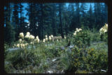 Xerophyllum tenax