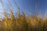 Cordgrass plots in mid-October.