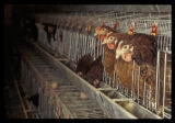 St. Paul campus poultry facility.