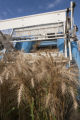 Harvesting wheat research plots using small scale combine. St. Paul Campus, University of MInnesota.