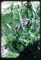Spiderwort from Allison Savanna roadside in our prairie garden.