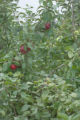 Apple breeding at the University of Minnesota.