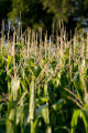 Corn tassels at the University of Minnesota, West Central Research and Outreach Center, Morris, Minnesota.