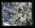 Dogtooth violet