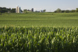 Corn field in Carver County, Minnesota, near Cologne, on U.S. Hwy. 212.