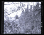 Background, Tamarack tree top