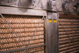 Chicken eggs in hatchery. Avian influenza disease prevention and control in poultry facilities.