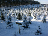 Balsam fir covered with snow at Christmas tree farm, Anoka County, Minnesota.