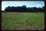 Mickelson Farm old field