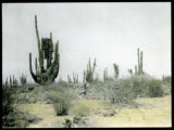 Pachycereus with osprey nests, South of Puerto Libertad, Sonora, Mexico