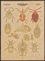 (Typus) Arthropoda. Gliederfüssler. (Classe) Myriopoda. Tausendfüsse. (Ordnungen) Chilopoda, Symphyla, Pauropoda
