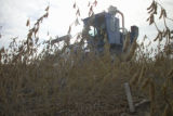 Soybean plot harvest at the University of Minnesota, Southern Research and Outreach Center, Waseca.