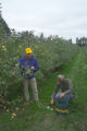 Apple breeding at the University of Minnesota.
